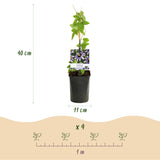 Livraison plante Passiflore Damsel's Delight – Lot de 2 – Pot 11 cm
