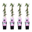 Livraison plante Passiflore 'Purple Haze' lot de 4 - ↨65cm - Ø15 - plante fleurie grimpante