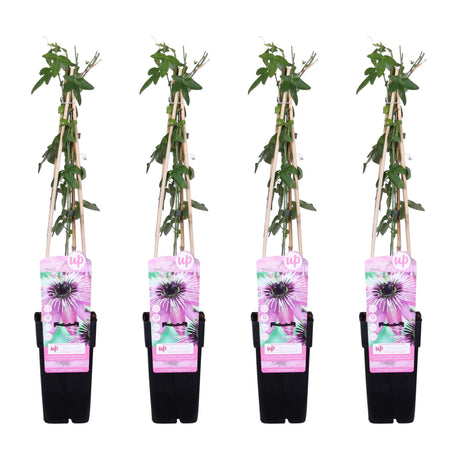 Livraison plante Passiflore 'Purple Haze' lot de 4 - ↨65cm - Ø15 - plante fleurie grimpante