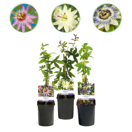 Livraison plante Passiflore Tricolore – Lot de 3 – Pot 11 cm – Hauteur 40 cm