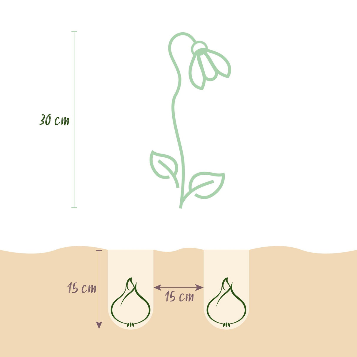 Livraison plante Perce - neige d'été Leucojum aestivum – Lot de 20 bulbes