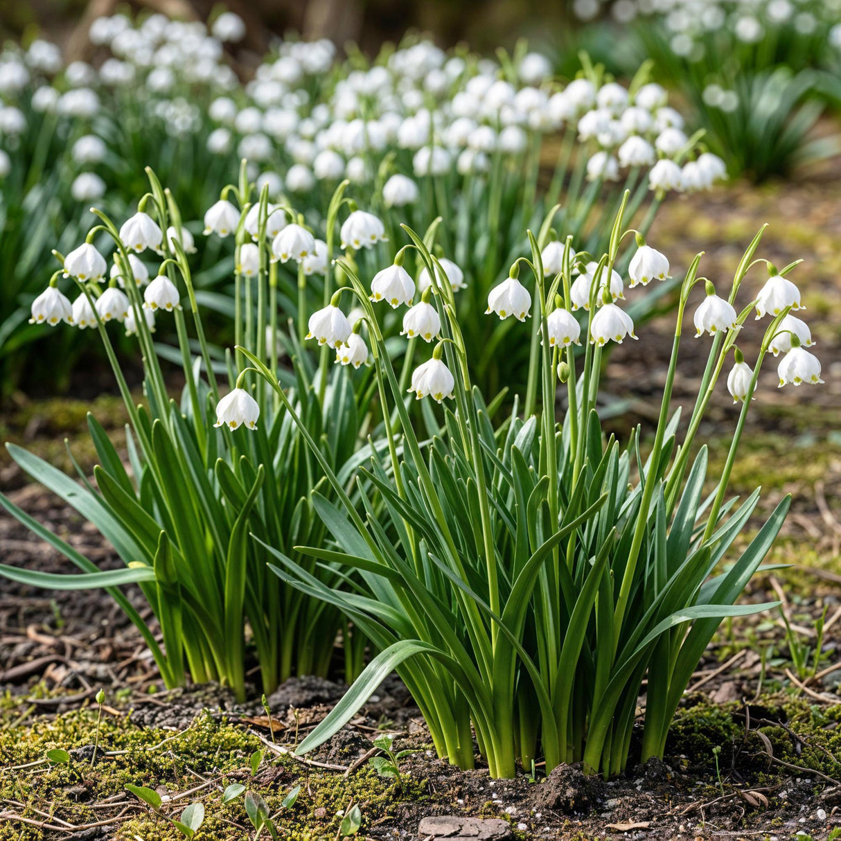 Livraison plante Perce - neige d'été Leucojum aestivum – Lot de 20 bulbes