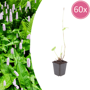 Livraison plante Persicaire blanche