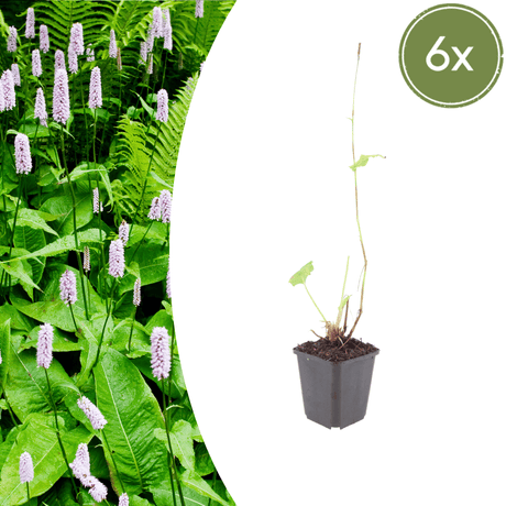 Livraison plante Persicaire blanche