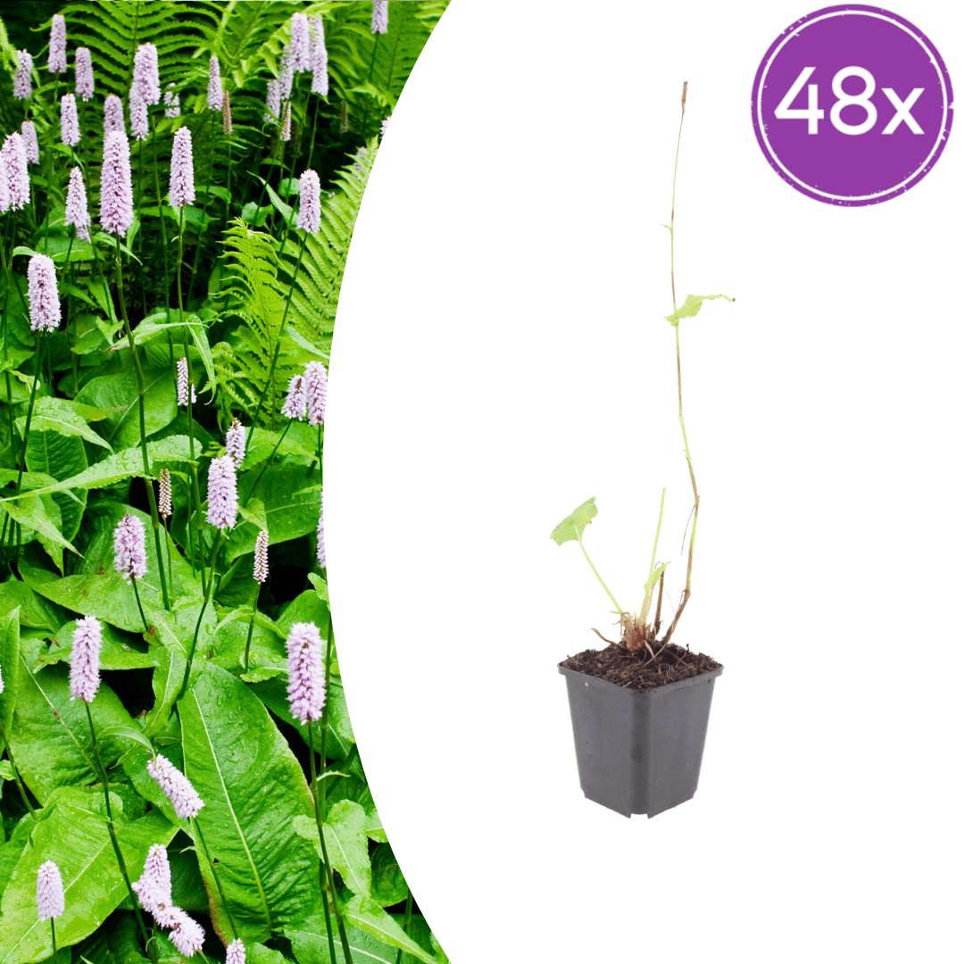 Livraison plante Persicaire blanche