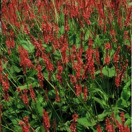 Livraison plante Persicaria amplexicaulis