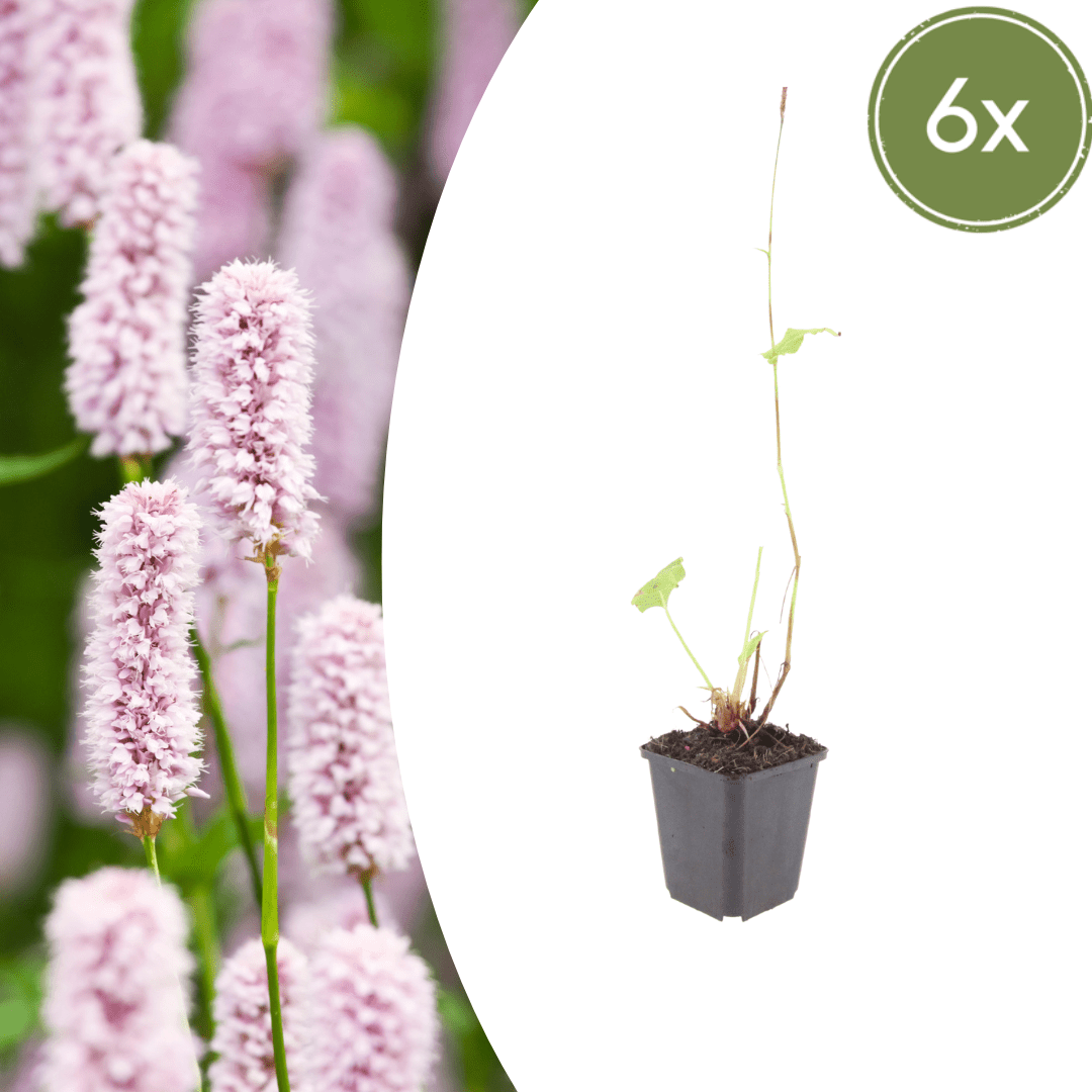 Livraison plante Persicaria bistorta
