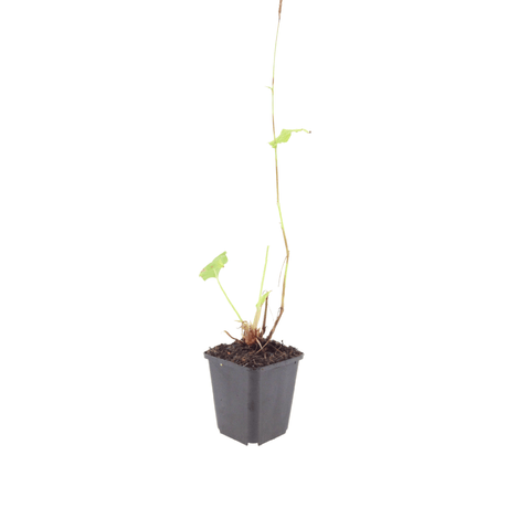 Livraison plante Persicaria bistorta