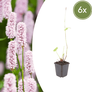 Livraison plante Persicaria bistorta