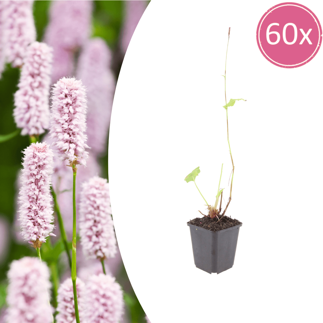 Livraison plante Persicaria bistorta