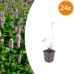 Livraison plante persicaria suberba