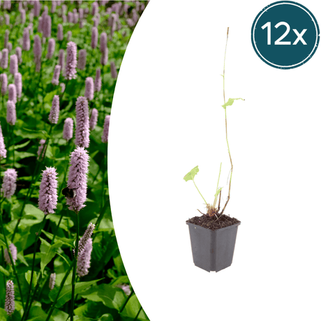 Livraison plante persicaria suberba