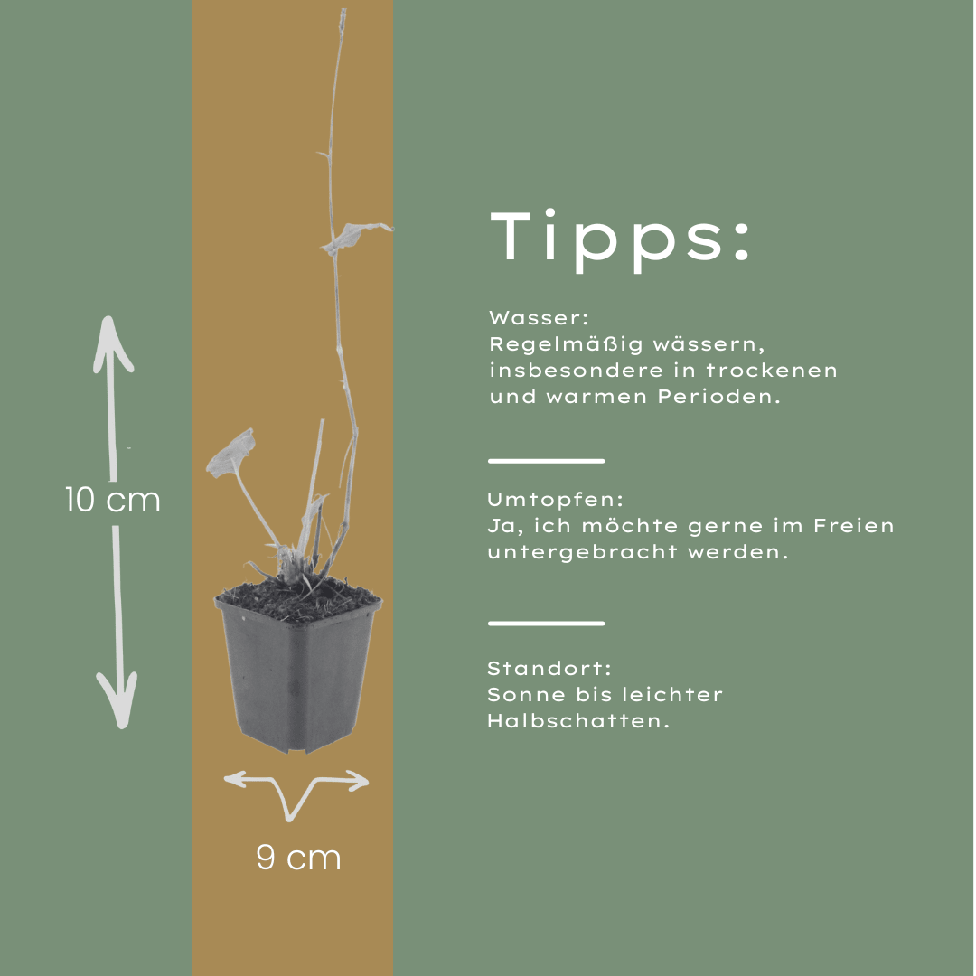 Livraison plante persicaria suberba