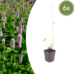 Livraison plante persicaria suberba