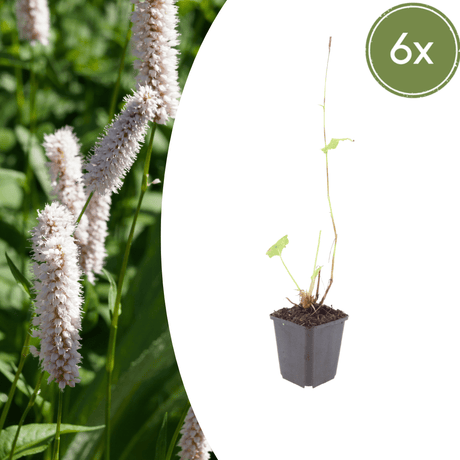 Livraison plante Persicaria superba