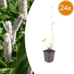 Livraison plante Persicaria superba
