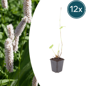 Livraison plante Persicaria superba