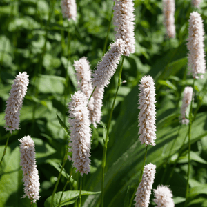 Livraison plante Persicaria superba