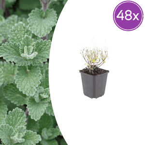 Livraison plante Petit calament