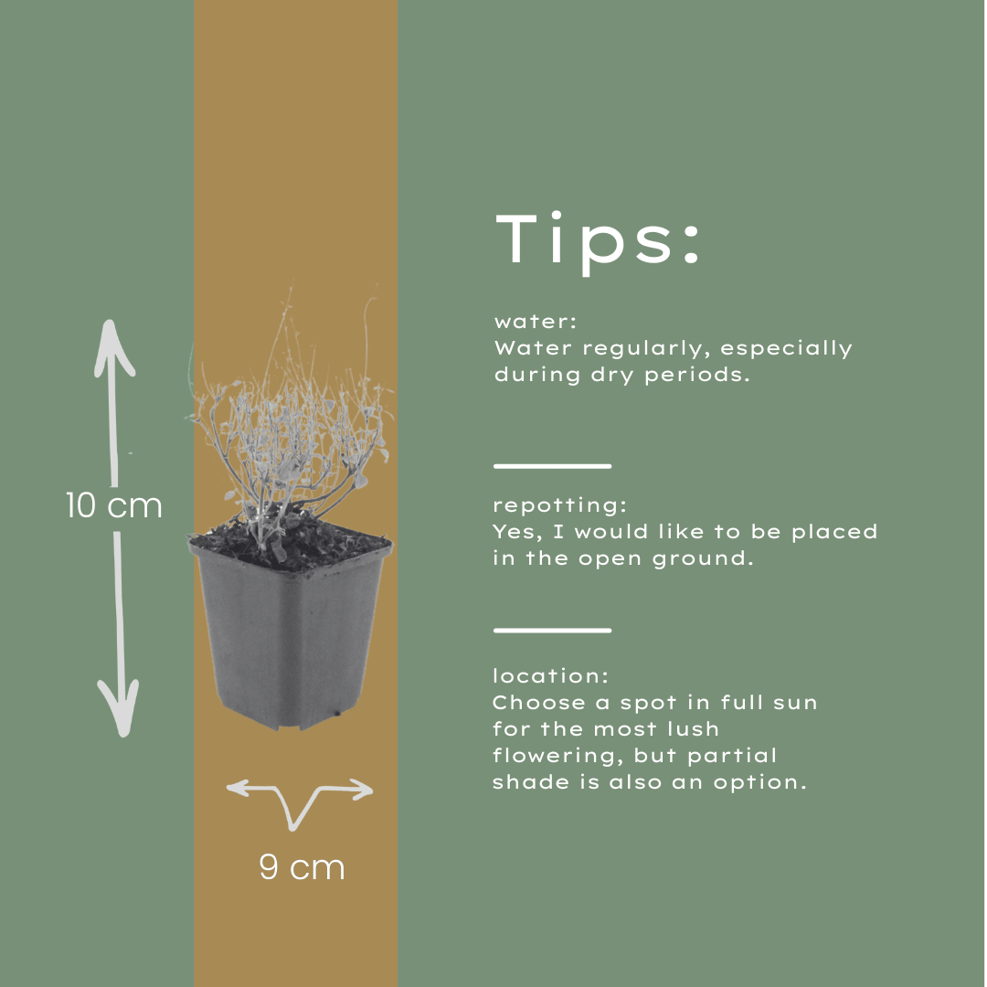 Livraison plante Petit calament