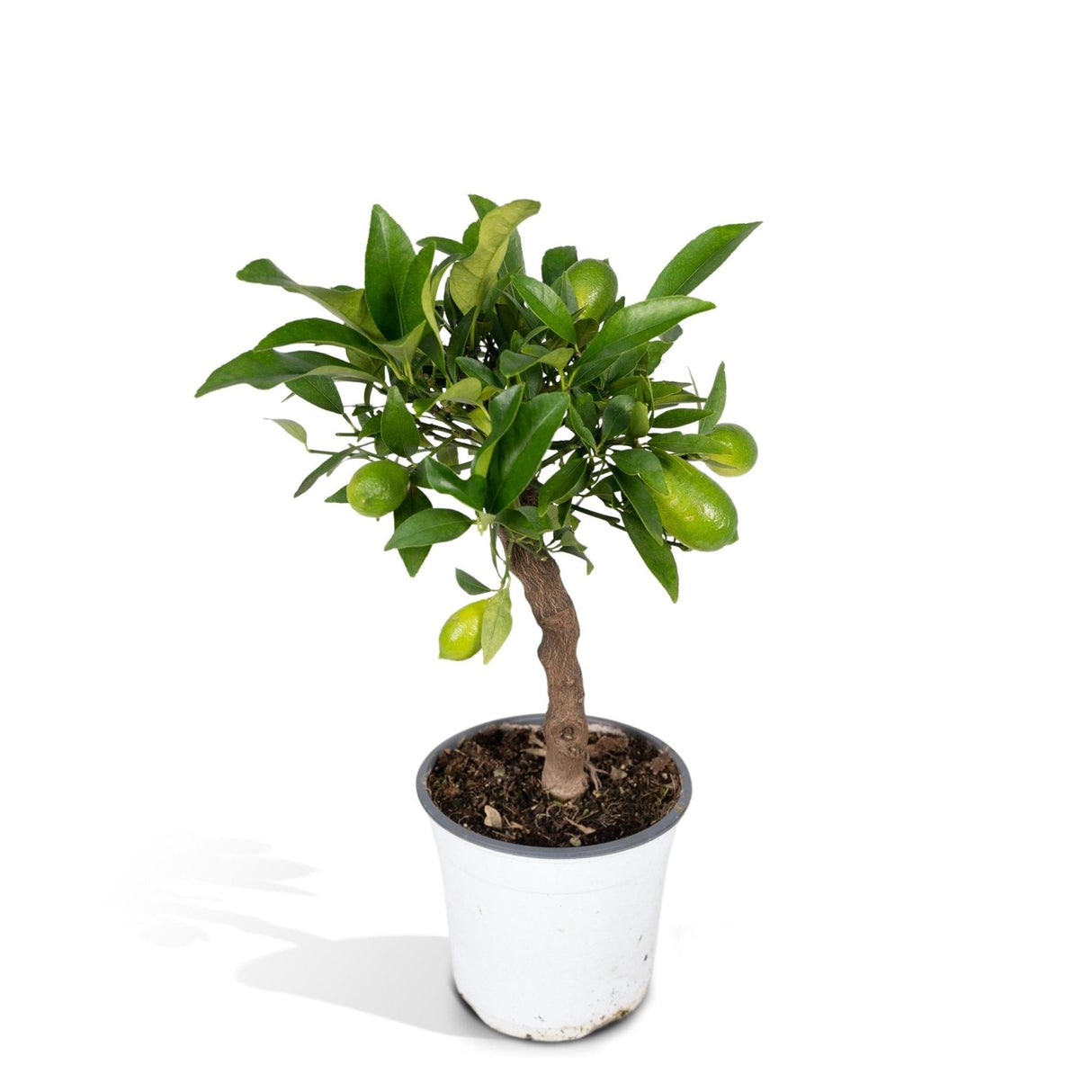 Livraison plante Petit citronnier h35cm