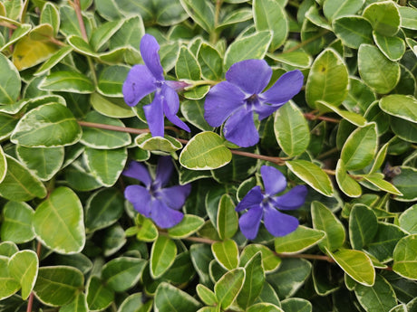 Livraison plante Petite Pervenche 'Argenteovariegata'