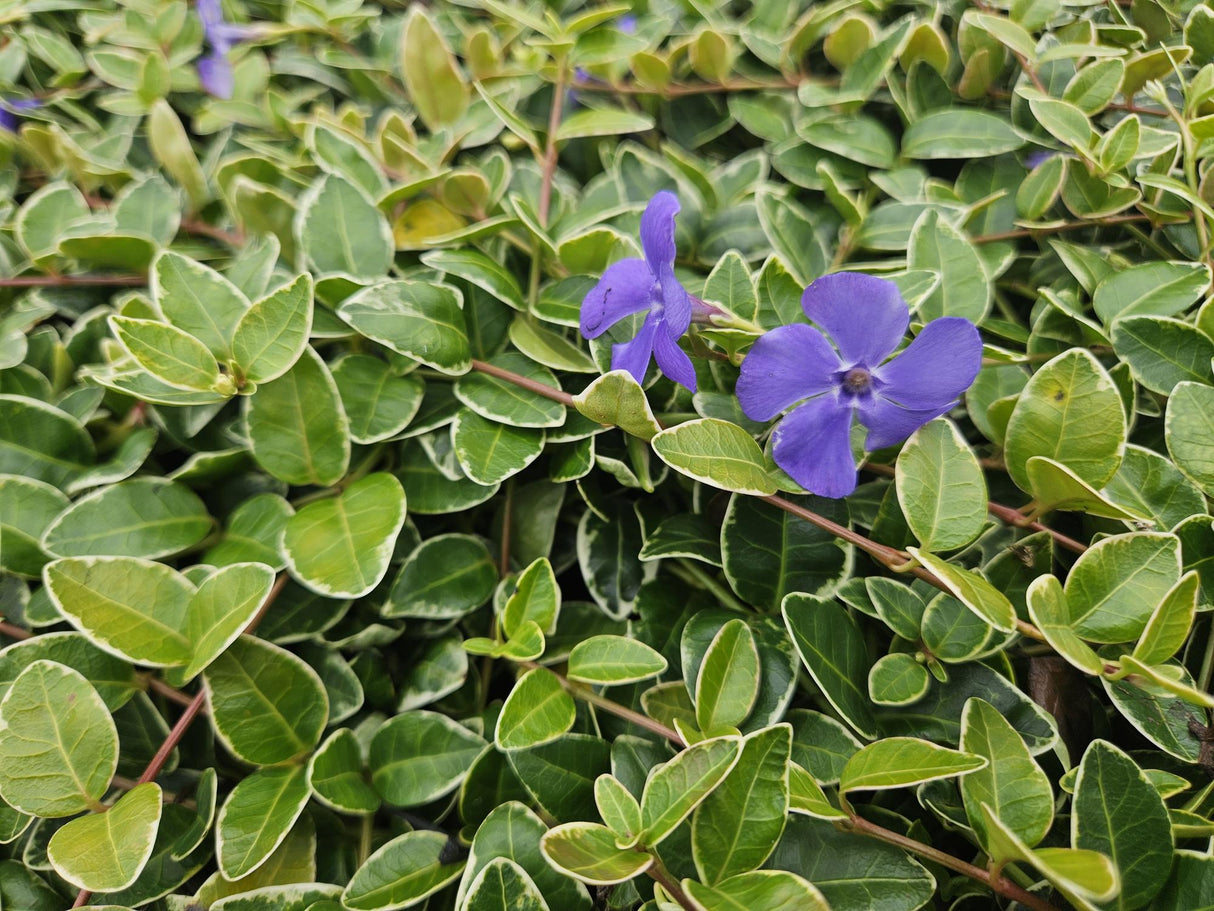 Livraison plante Petite Pervenche 'Argenteovariegata'