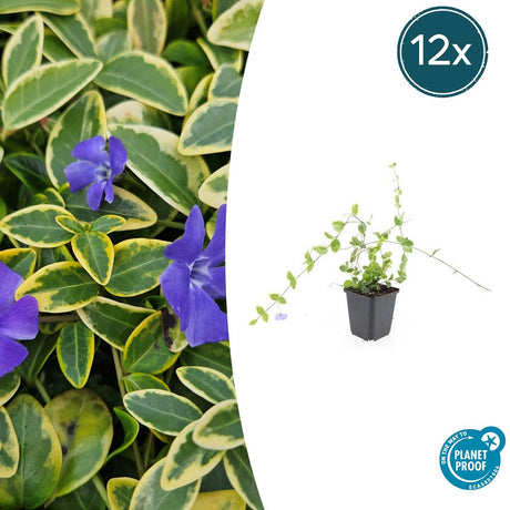 Livraison plante Petite Pervenche 'Blue and Gold'