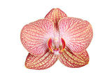 Livraison plante Phalaenopsis Ravello orchidée corail