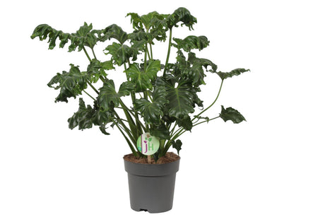 Livraison plante Philodendron 'Atlantis'