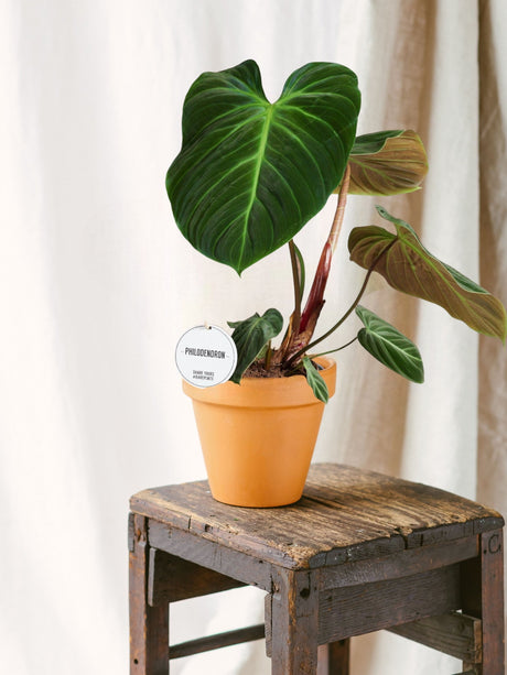 Livraison plante Philodendron El Choco Red