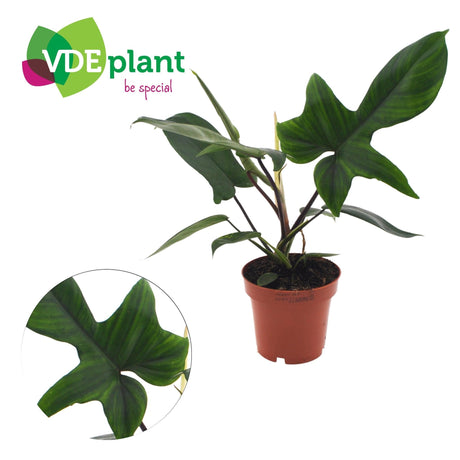 Livraison plante Philodendron Florida Green