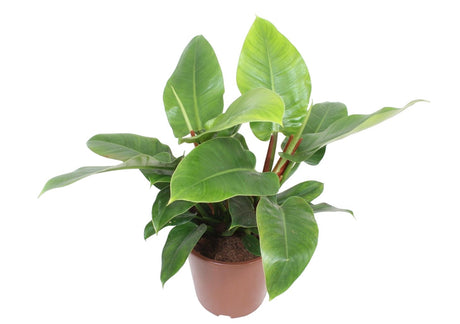 Livraison plante Philodendron Imperial Green