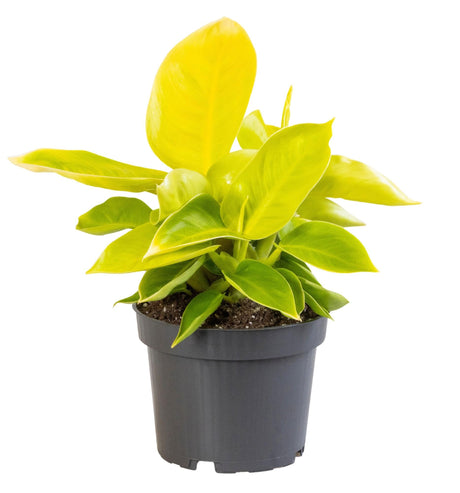 Livraison plante Philodendron Moonshine