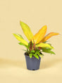 Livraison plante Philodendron Prince Of Orange