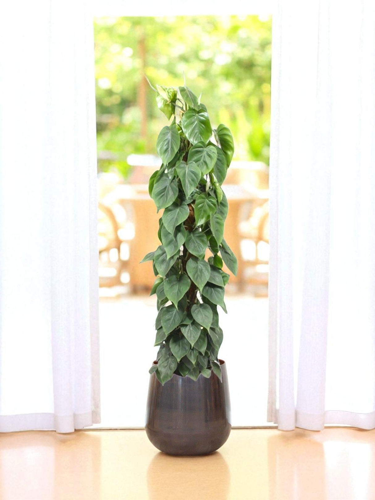 Livraison plante Philodendron Scandens sur tuteur