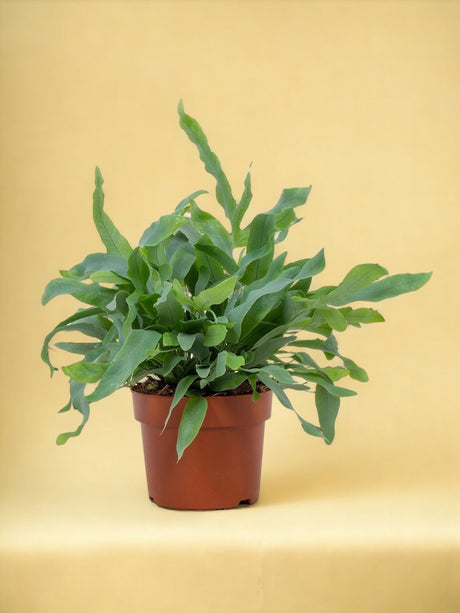 Livraison plante Phlebodium Blue Star