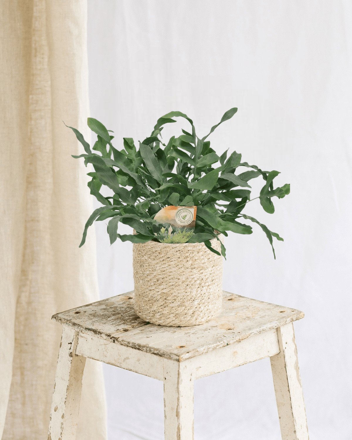 Helecho Estrella Azul - Planta De Interior Fácil De Cuidar, Ideal Para Principiantes Y Decoración Del Hogar