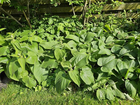 Livraison plante Phlomis russeliana