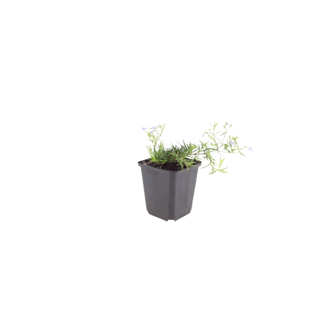 Livraison plante Phlox bleue