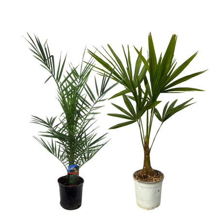 Livraison plante Phoenix Canariensis - 80 cm Ø15cm + Trachycarpus Fortuneii - 100 cm - Ø18cm