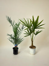 Livraison plante Phoenix Canariensis - 80 cm Ø15cm + Trachycarpus Fortuneii - 100 cm - Ø18cm