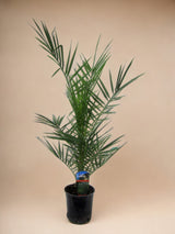 Livraison plante Phoenix Canariensis - 90 cm - Ø15cm