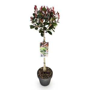 Livraison plante Photinia fraseri Little Red Robin – Pot 19cm – Hauteur 90cm