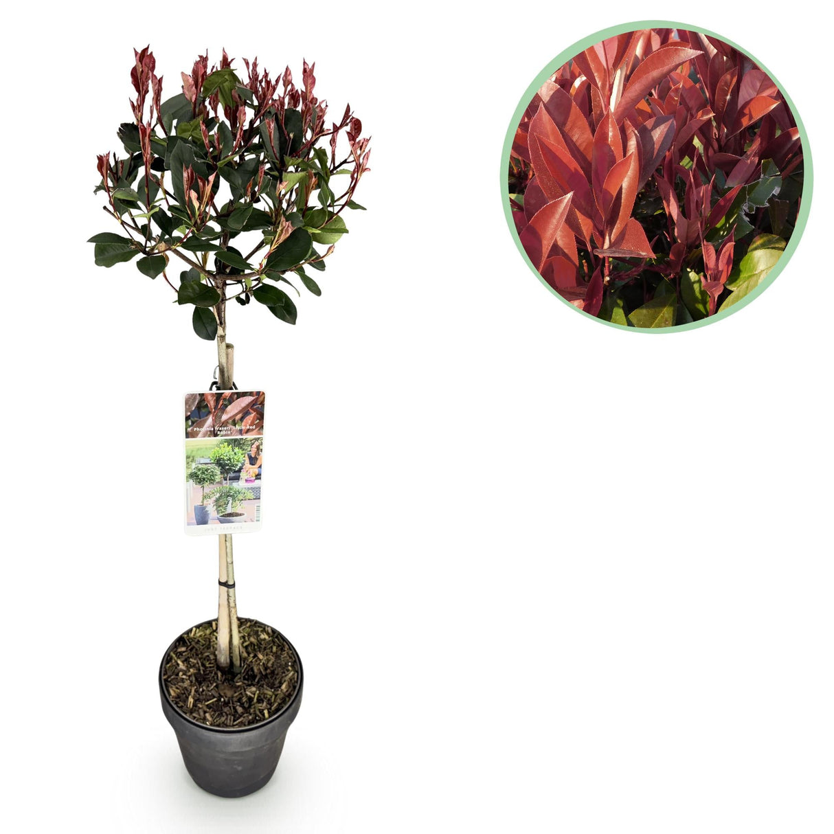 Livraison plante Photinia fraseri Little Red Robin – Pot 19cm – Hauteur 90cm