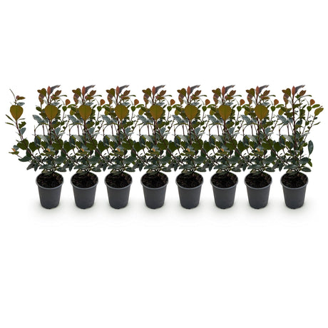 Livraison plante Photinia Little Red Robin – Lot de 8 – Hauteur 30 cm