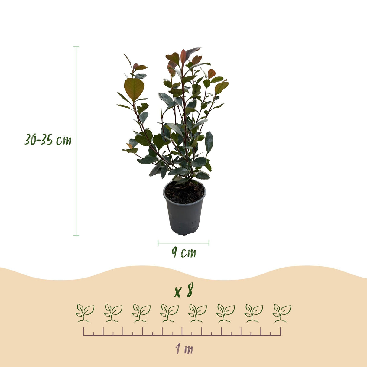 Livraison plante Photinia Little Red Robin – Lot de 8 – Hauteur 30 cm