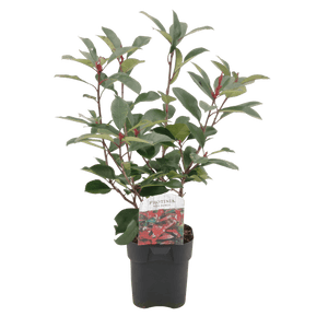 Livraison plante Photinia Red Robin – Lot de 6 – Pot 17 cm – Hauteur 55 cm