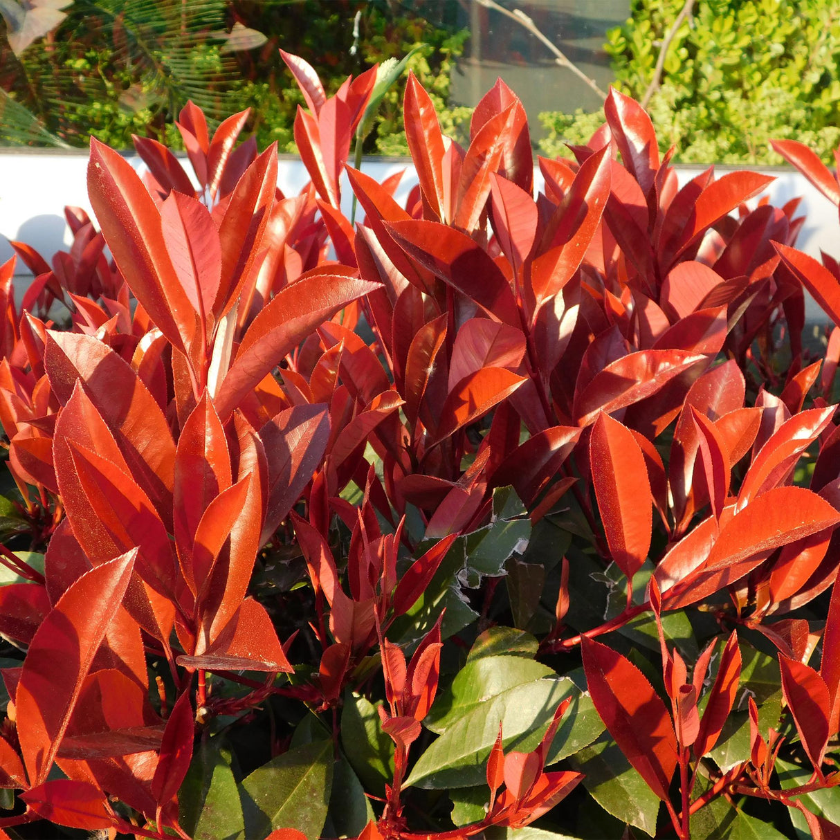Livraison plante Photinia Red Robin – Lot de 6 – Pot 17 cm – Hauteur 55 cm