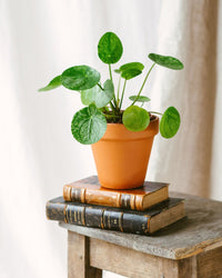 Mojito Pilea